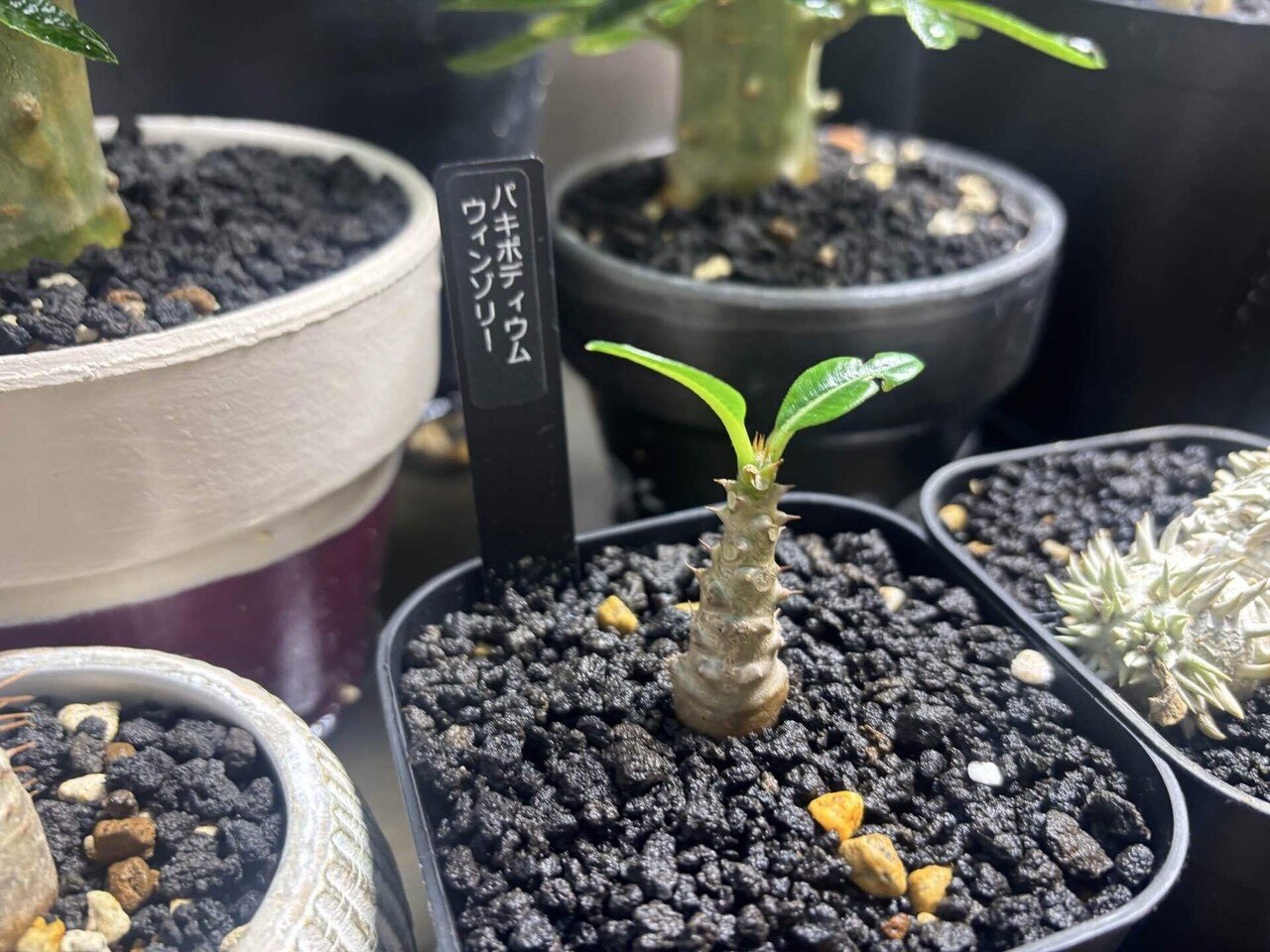 カインズホームで買えるレアな塊根植物まとめ【☆〜】｜植物副業