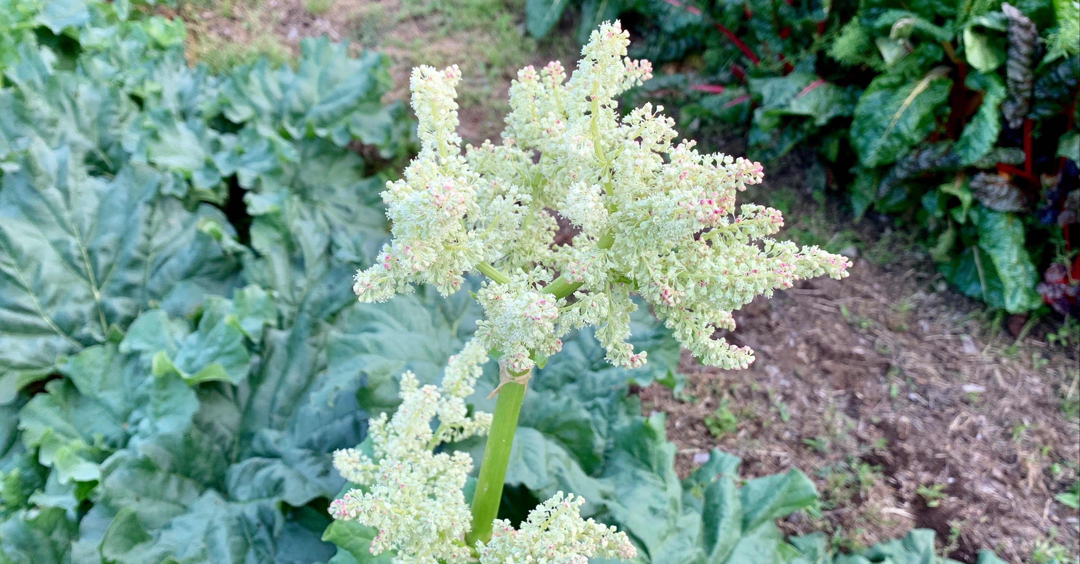 ルバーブの花はこんなに可憐でした Comaki こまき Note ルバーブの花はこんなに可憐でした Comaki こまき Note