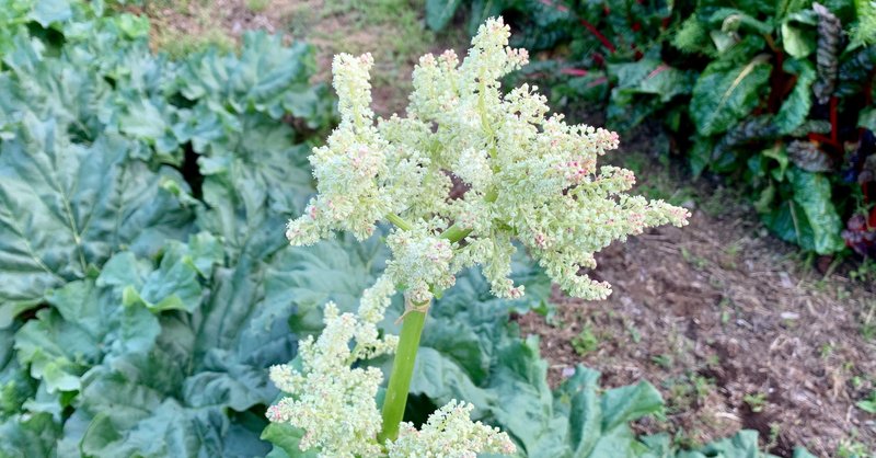 最も選択された ルバーブ 花 ルバーブ 花 切る
