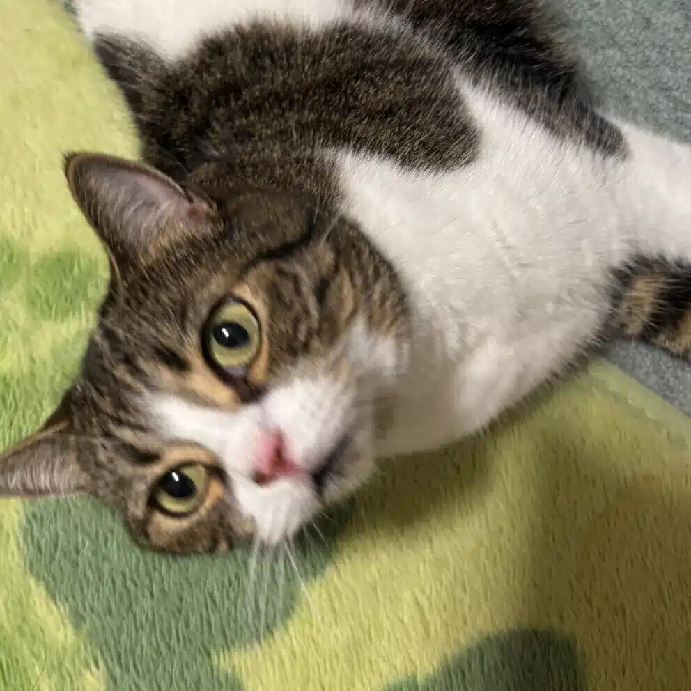 あーさ