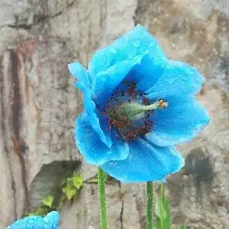 さーぽん