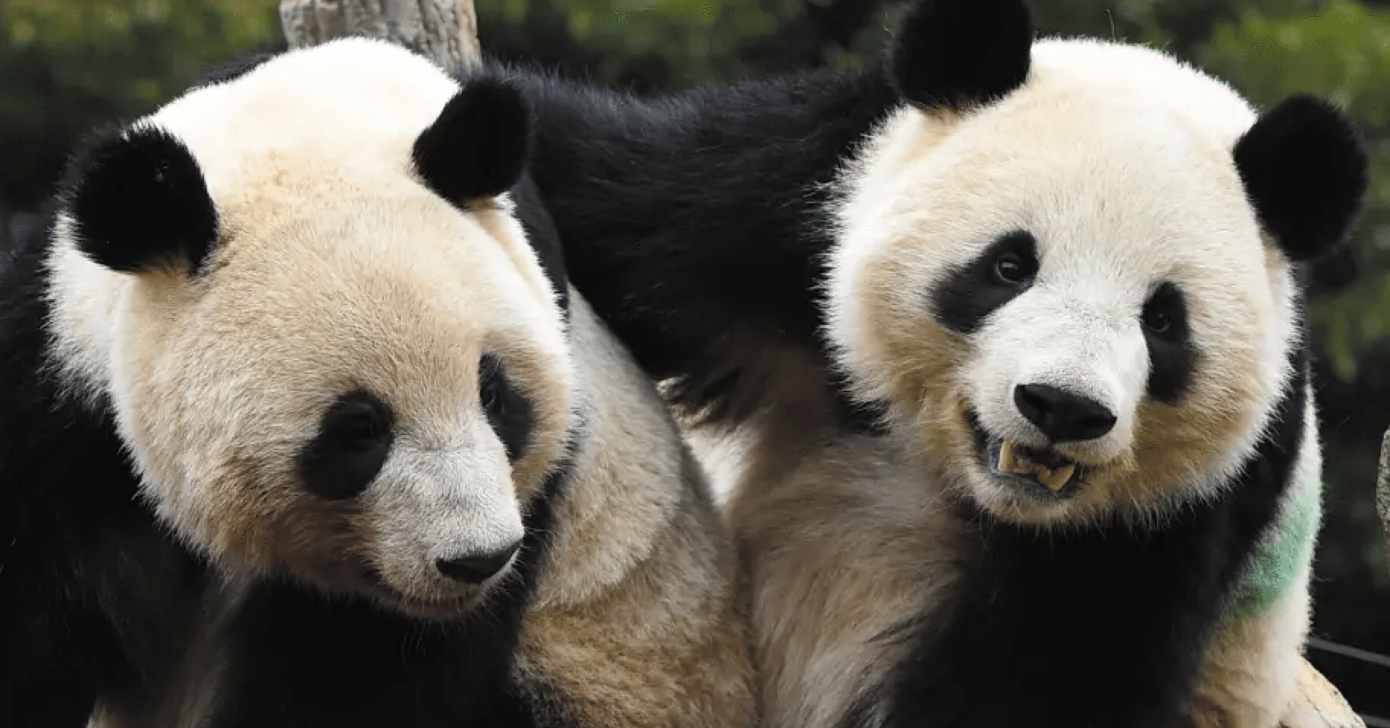 1月17日(土)発売！サンケイスポーツ特別版「ありがとうシャオシャオ