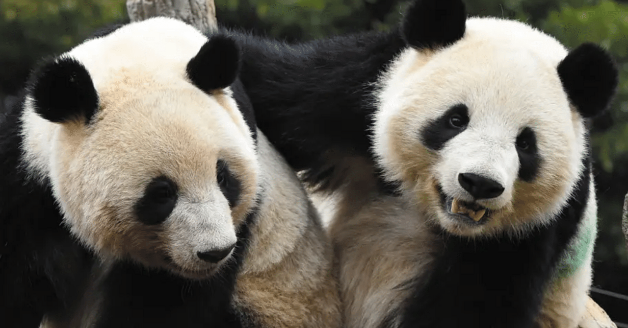 1月17日(土)発売！サンケイスポーツ特別版「ありがとうシャオシャオ