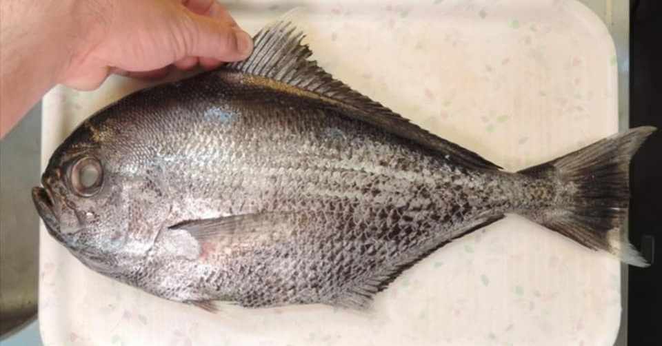 ラブリーシマガツオ エチオピア 魚 魚のすべて ラブリーシマガツオ エチオピア 魚 魚のすべて