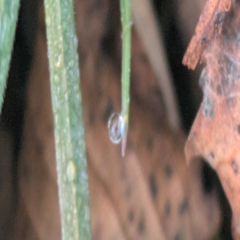 水滴 今朝の水滴④｜ichiro70