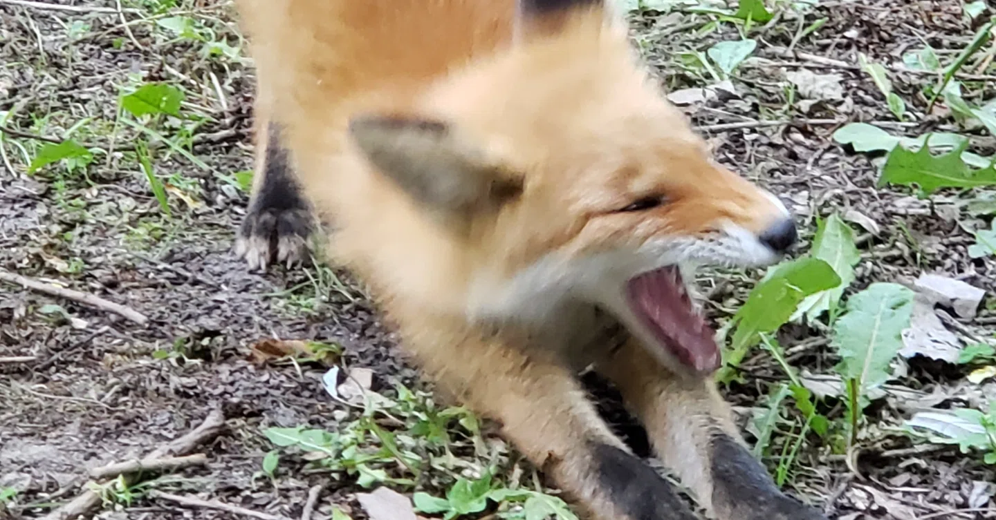 ディズニー長編映画24作目「きつねと猟犬」🦊🐶〜大人の方に是非見て