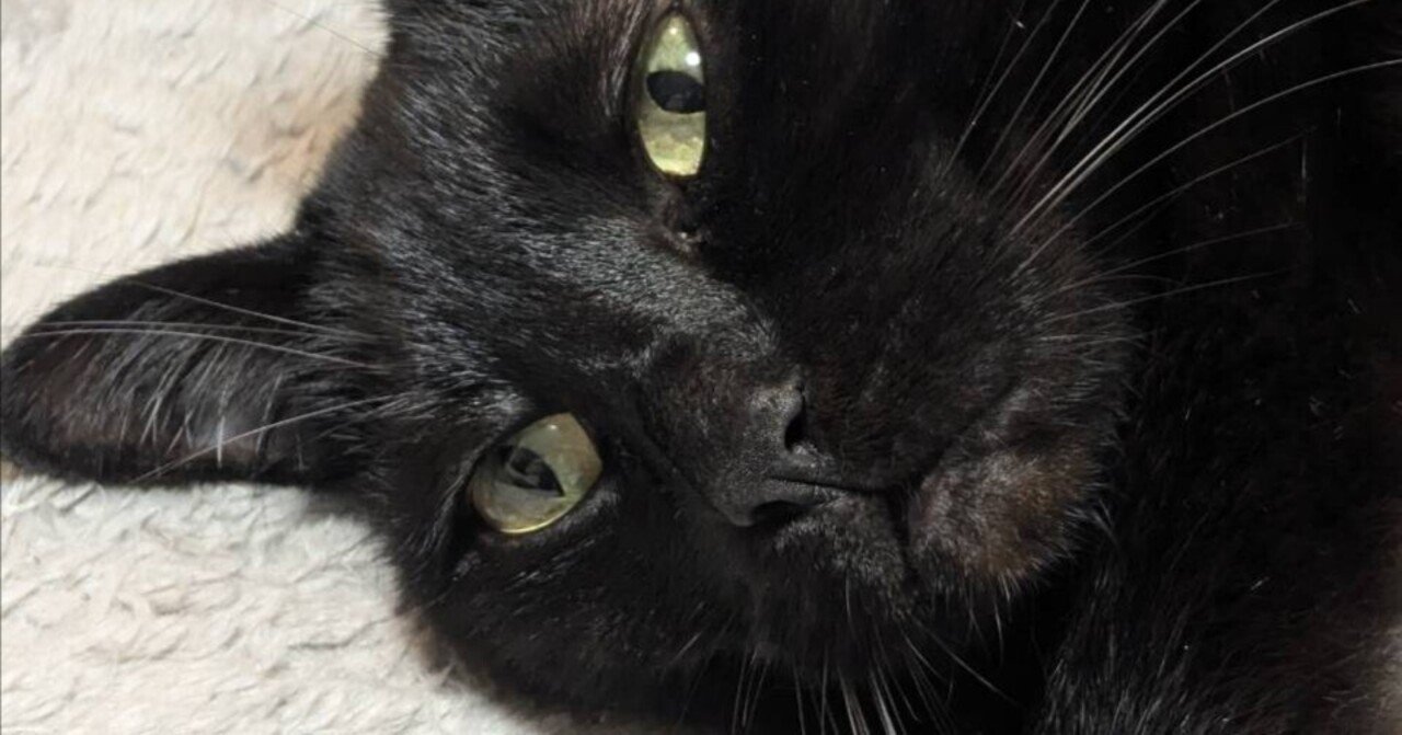 黒猫みんと 黒猫ミント様 黒猫みんと様 黒猫みんと様 みんとにゃ (@mintonya23) / X