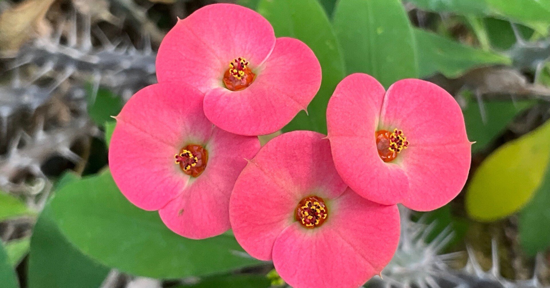 いばらの冠：花キリン（京都府立植物園）：2026年1月17日（土）｜藤井