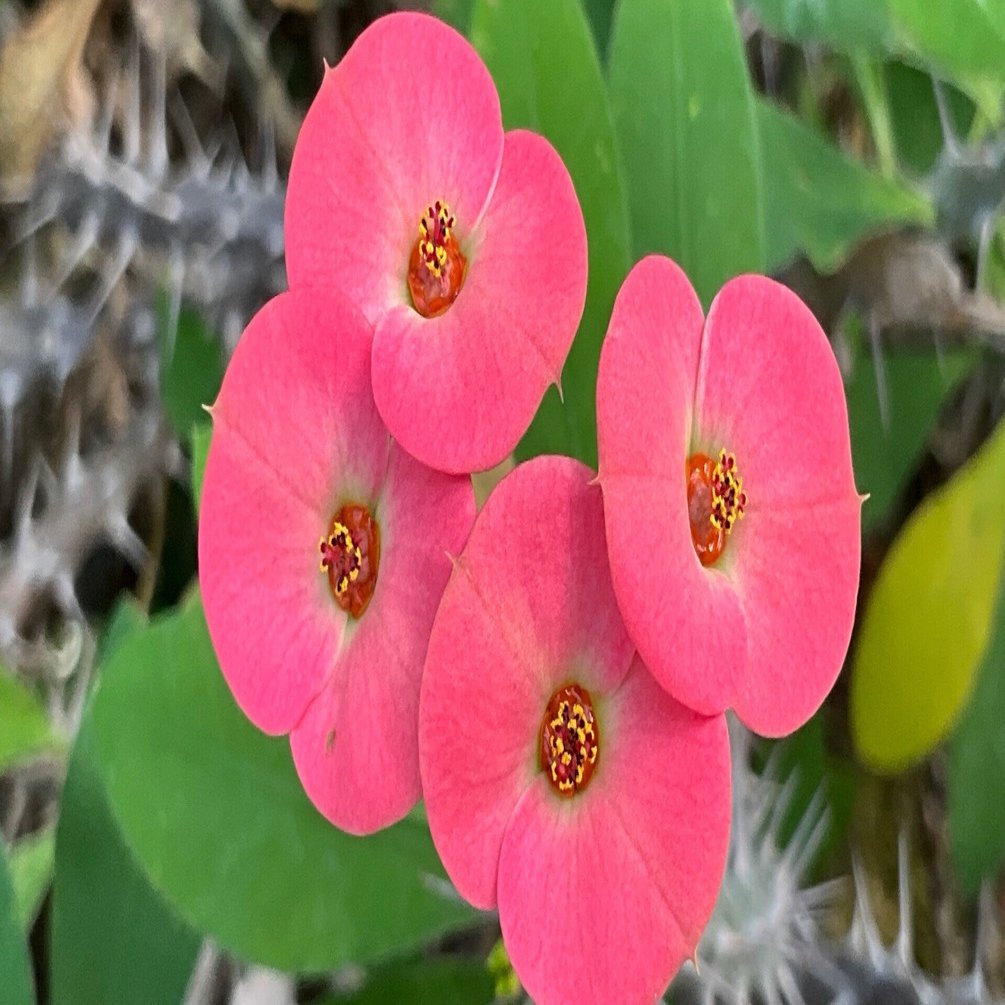 いばらの冠：花キリン（京都府立植物園）：2026年1月17日（土）｜藤井