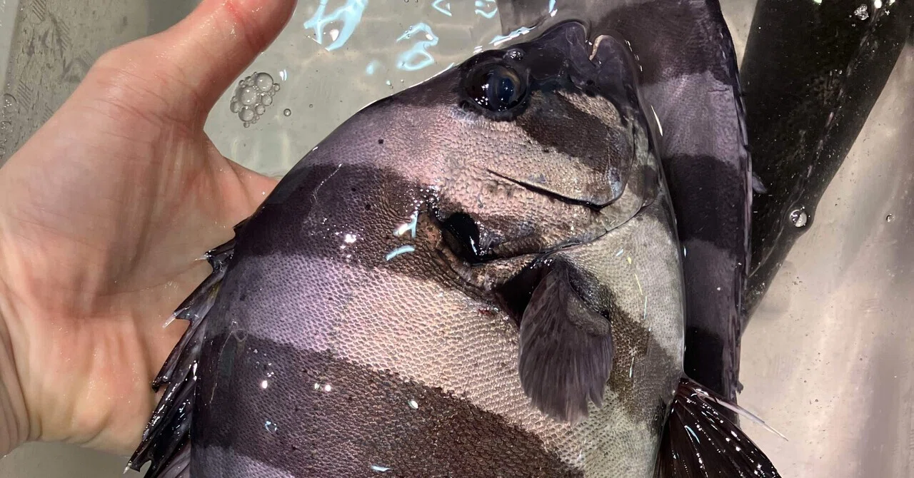 1/16(金)本日のおすすめ【徳島県産「イシダイ」】｜魚屋のかぎや