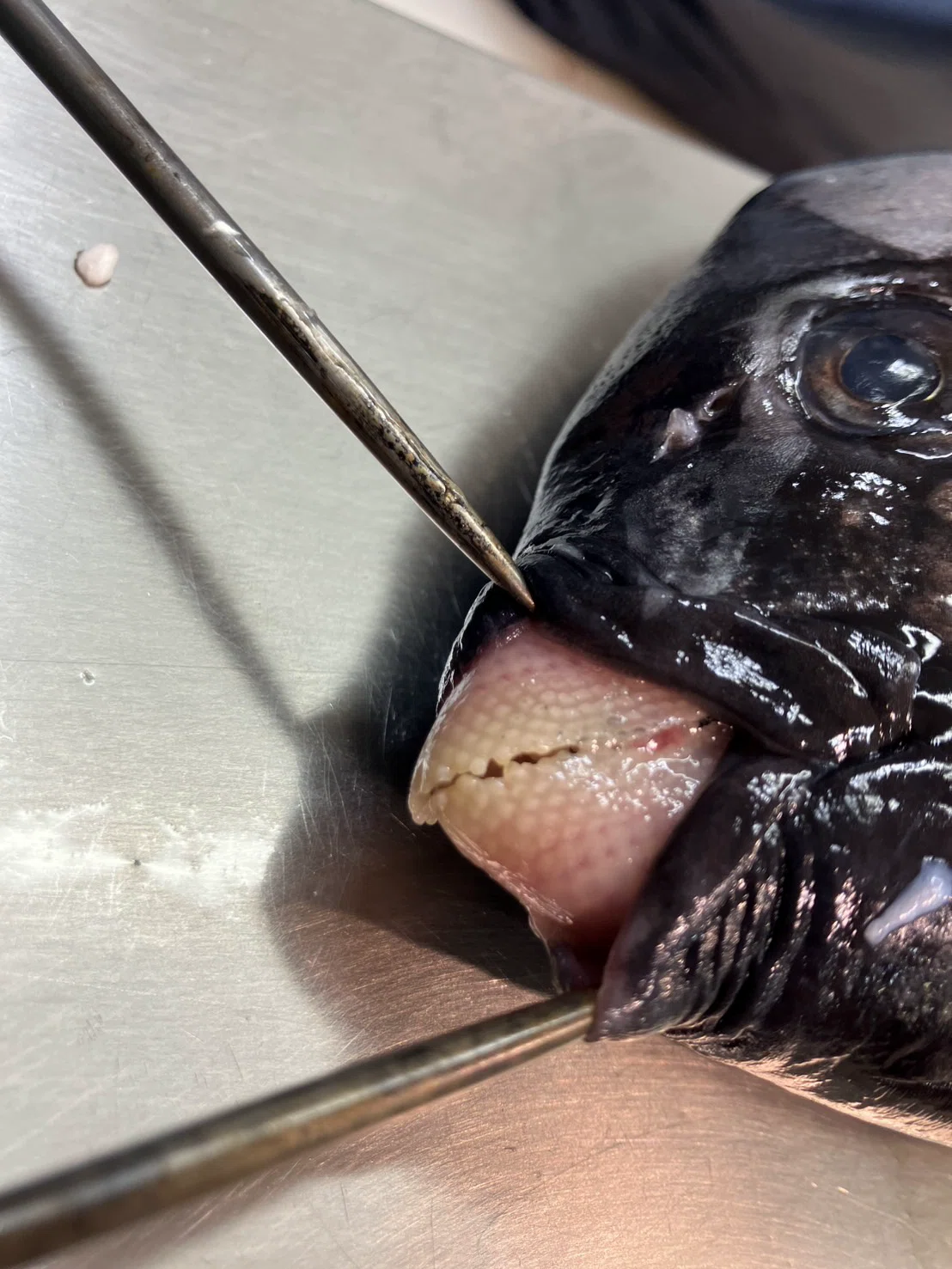 1/16(金)本日のおすすめ【徳島県産「イシダイ」】｜魚屋のかぎや