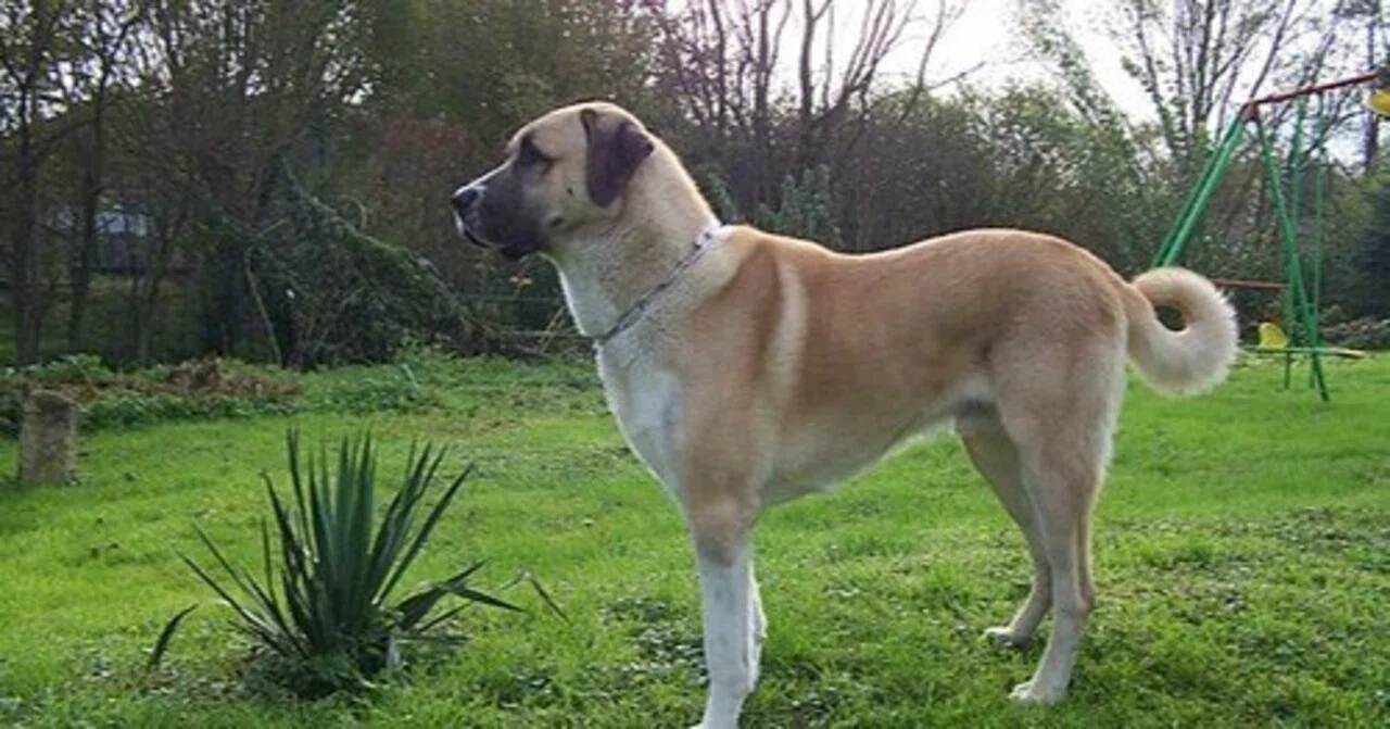 What is a Kangal Dog? The Reality of a Giant Guard Dog Evolved to ...