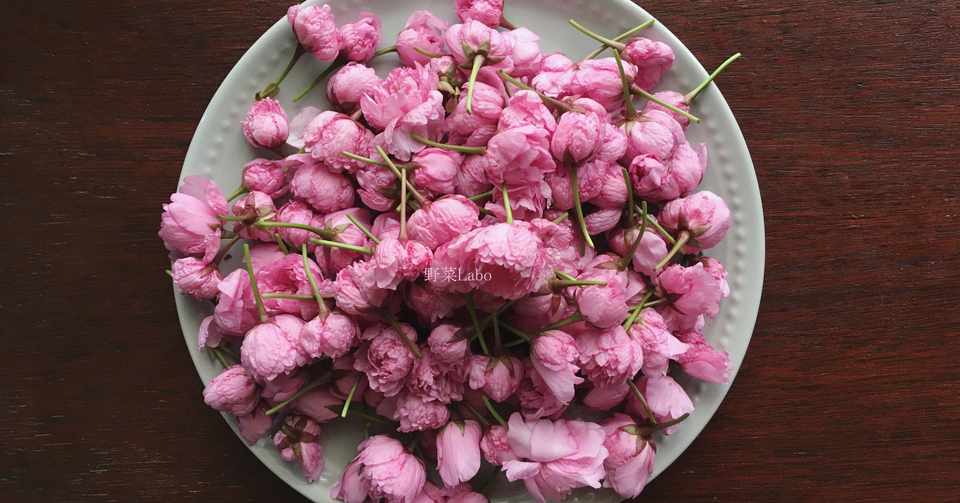 Study39 桜の塩漬けを色鮮やかに仕上げる方法 1 2 野菜labo 田野実 温代 Note