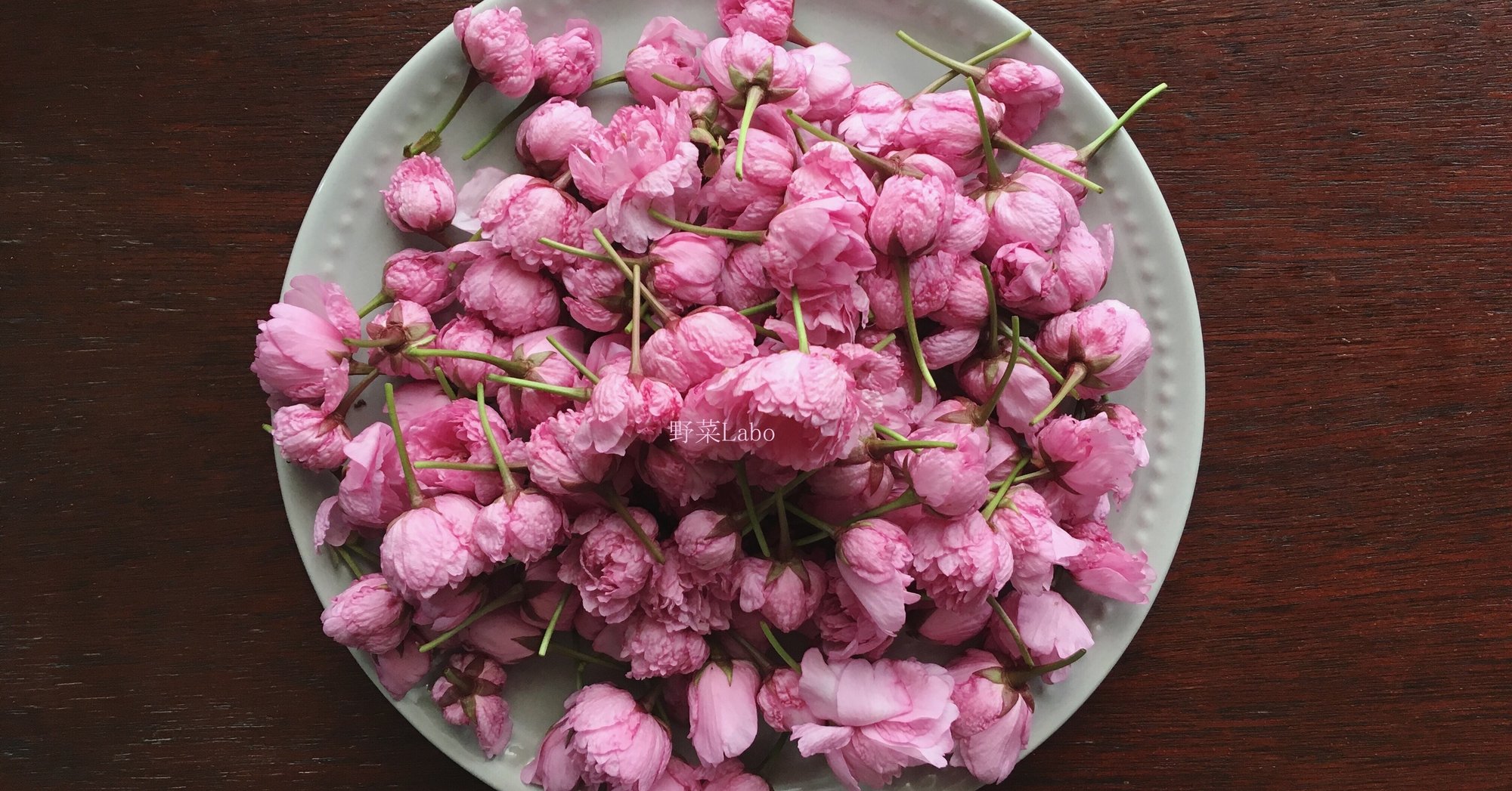 Study39 桜の塩漬けを色鮮やかに仕上げる方法 1 2 野菜labo 田野実 温代 Note Study39 桜の塩漬けを色鮮やかに仕上げる方法 1 2 野菜labo 田野実 温代 Note
