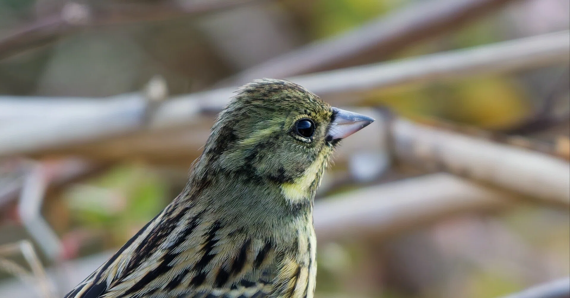 004 野鳥撮影ウォーク、アオジがイチ押しかな | 写真で残したい | 一週