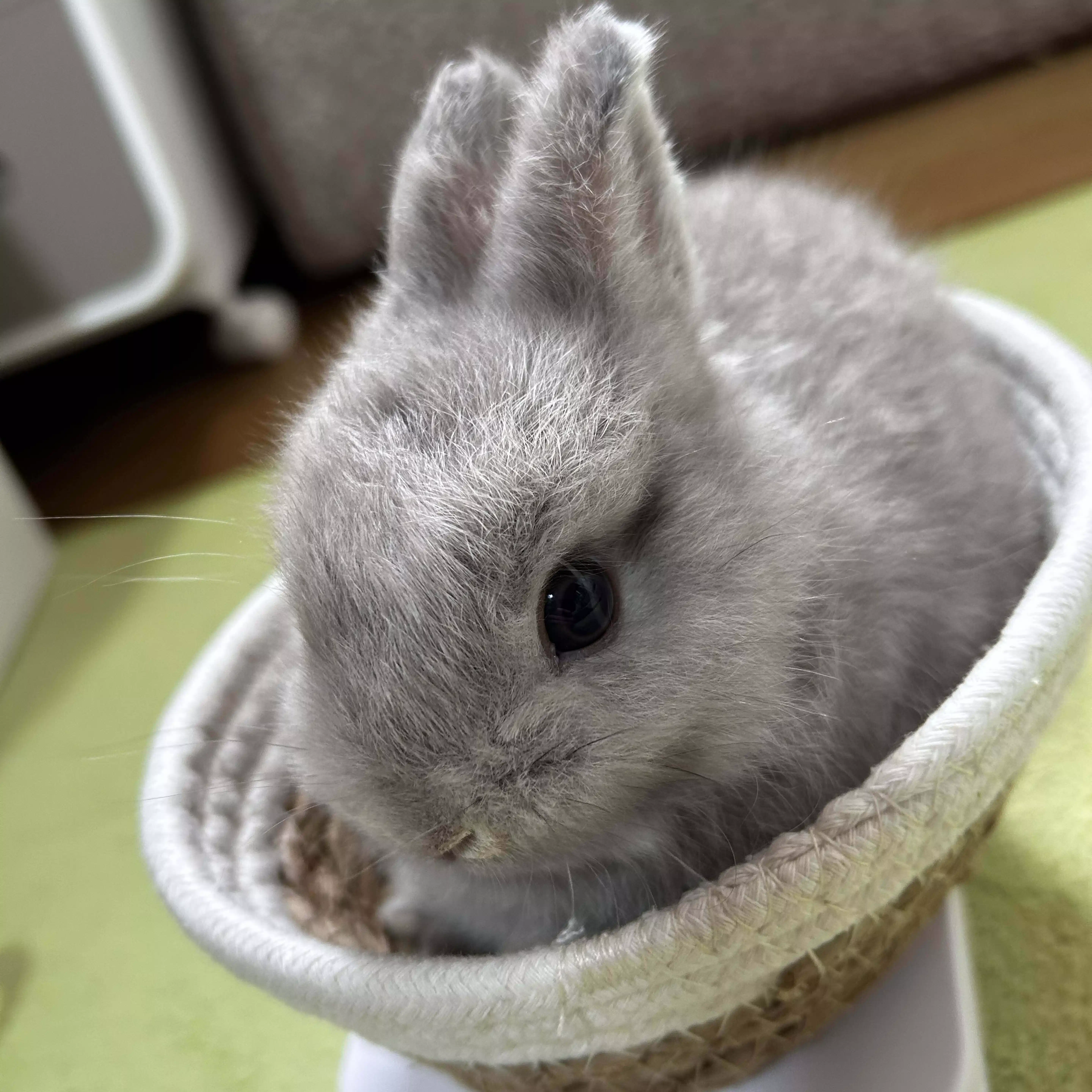 けだま