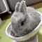 けだま