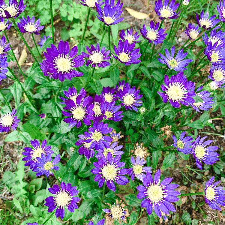 朝のお散歩
近所のオープンガーデン
こんなに色々あるとは…！
種類豊富。お花も可愛い。気分も爽快。
#朝散歩　#ガーデン　#花