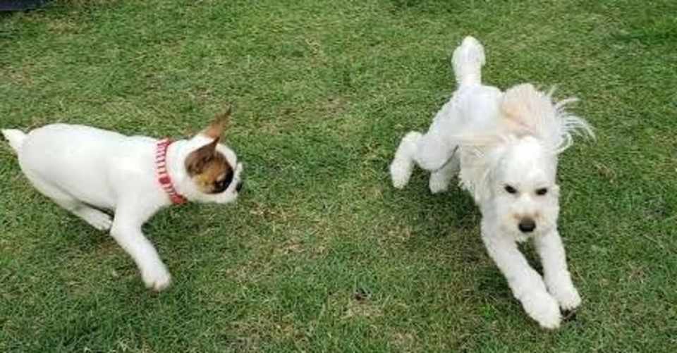 犬との接し方 ドッグトレーニング の基本３箇条 ドッグトレーナーかわなべ Note