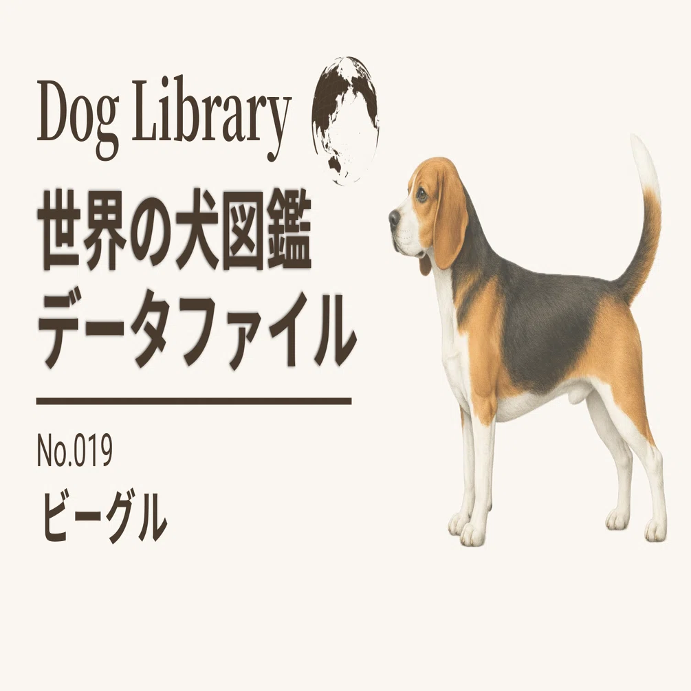 えり(・д・)☆ビーグル犬のデッキ えり(・д・)☆ビーグル犬のデッキ