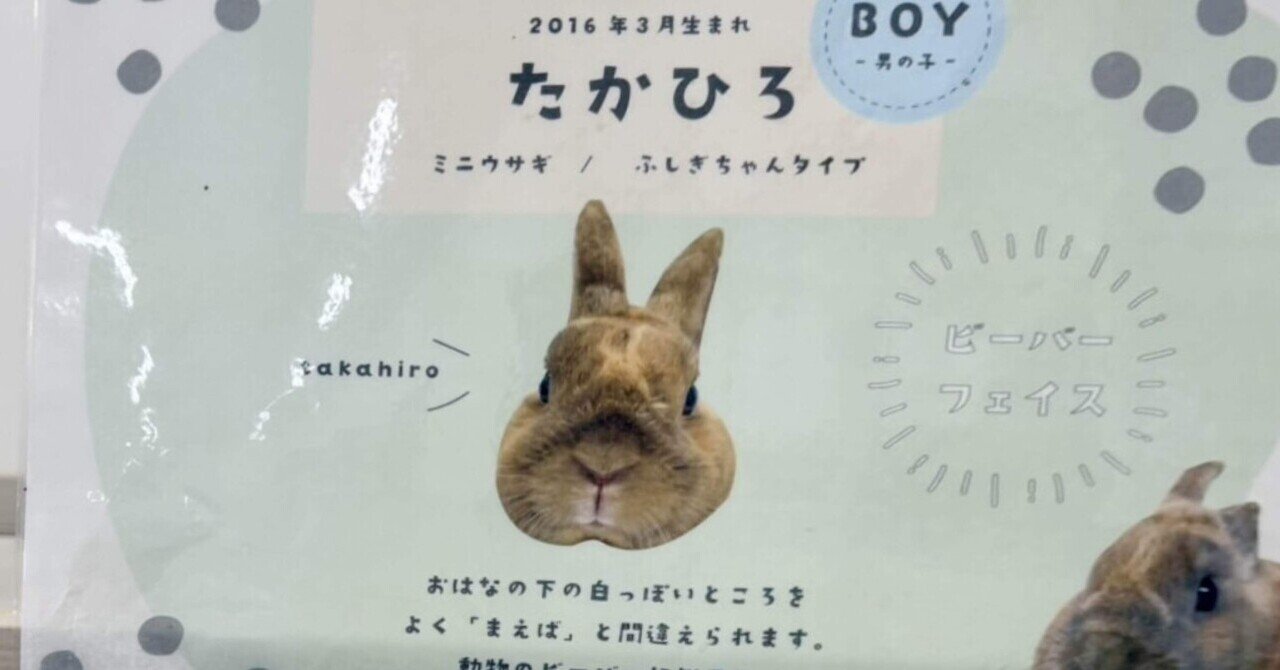 成田ゆめ牧場で知ったうさぎと推し活と魅力｜Alisのトリップダイアリー