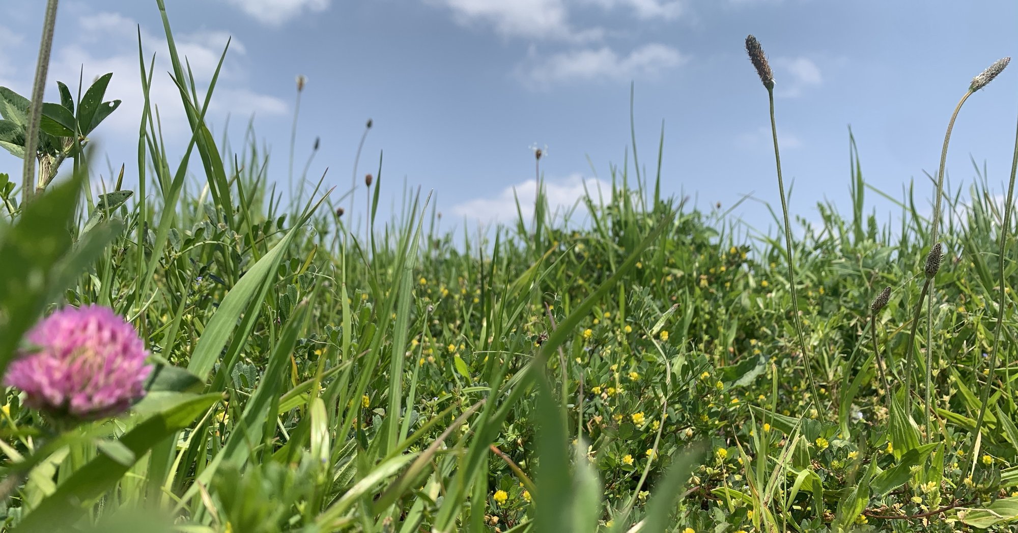 草むらに咲いている草花がかわいい 春最高 みく Note 草むらに咲いている草花がかわいい 春最高 みく Note