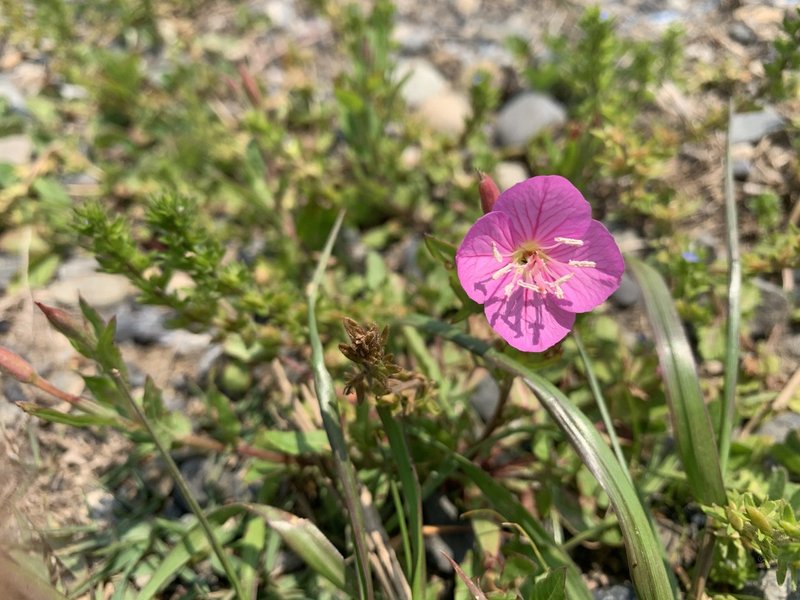 草むらに咲いている草花がかわいい 春最高 みく Note 草むらに咲いている草花がかわいい 春最高 みく Note