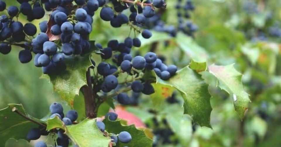 ブルーベリーの収穫に必要な人数と圃場設計 かまたれおん Dmoファンドマネージャー コト起こし未来塾 Note