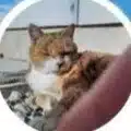 脚田キング/スキーマとゲシュタルトを育成中
