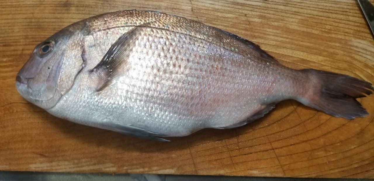 無料記事 アラから逸品 今日は湯引きの真鯛を食べよう 刺身 寿司 汁物で 魚っくん Manabu Note 無料記事 アラから逸品 今日は湯引きの真鯛を食べよう 刺身 寿司 汁物で 魚っくん Manabu Note