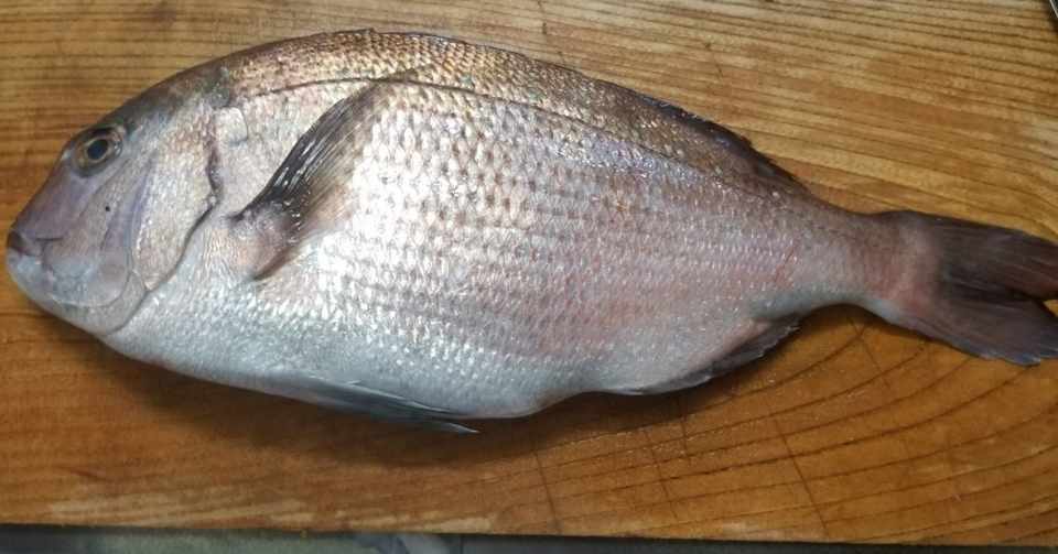 無料記事 アラから逸品 今日は湯引きの真鯛を食べよう 刺身 寿司 汁物で 魚っくん Manabu Note