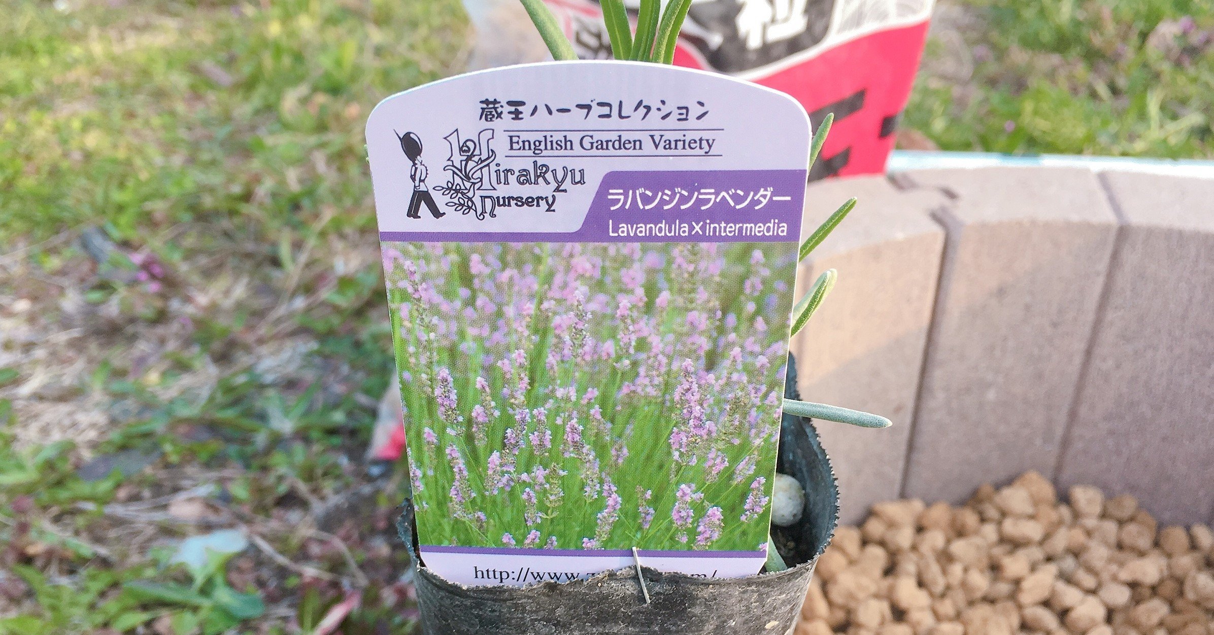 天気が良かったので試験栽培はじめました エフゲニーマエダ 平成林業 Note