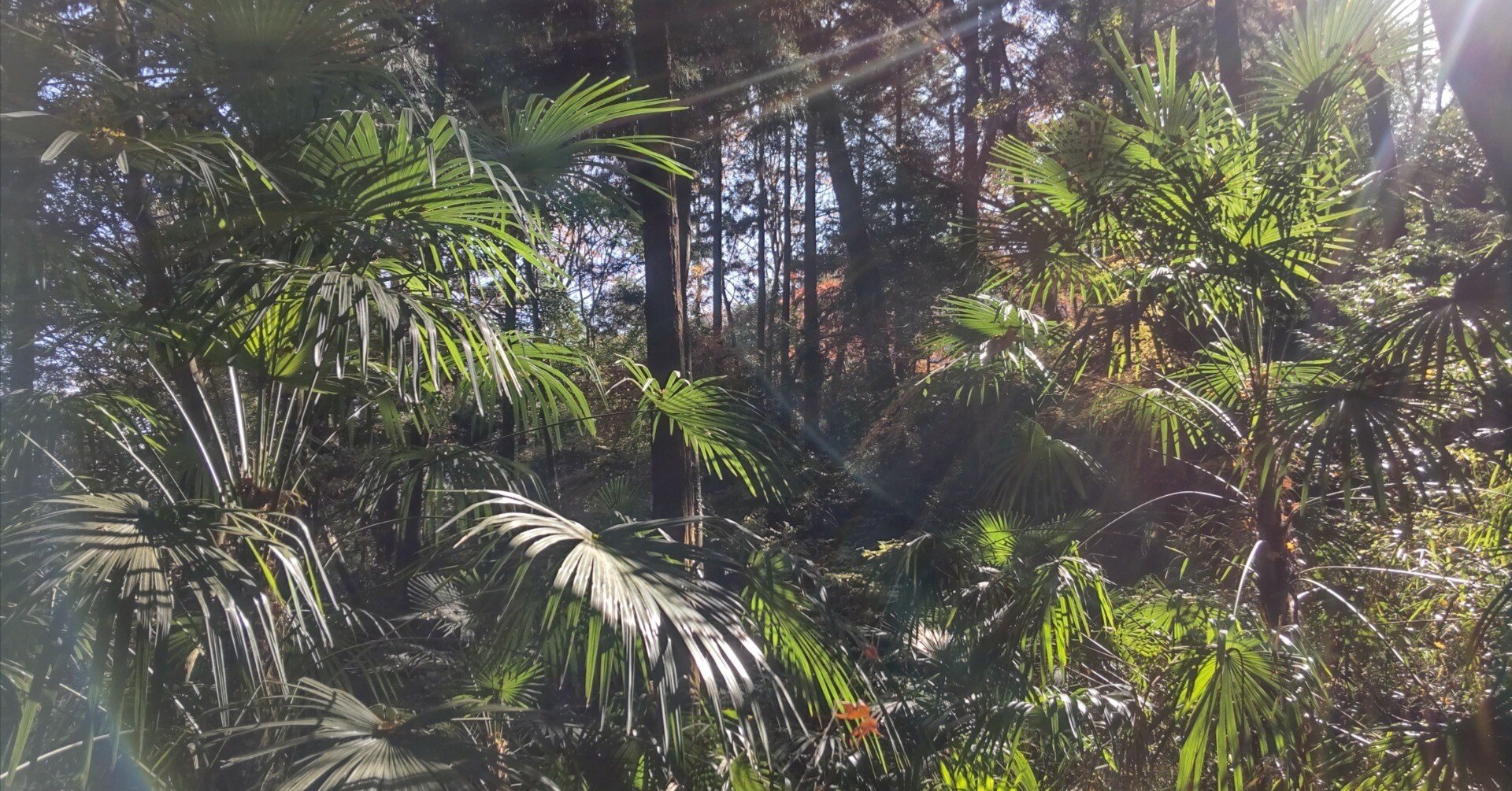 ヤシの木を語る2（沖縄原産のヤシの木たち）｜サイクロン