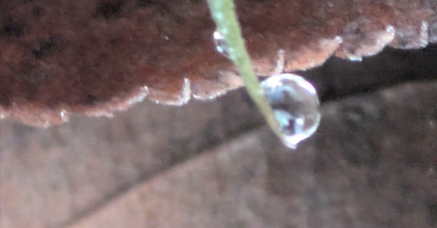 水滴 今朝の水滴②｜ichiro70