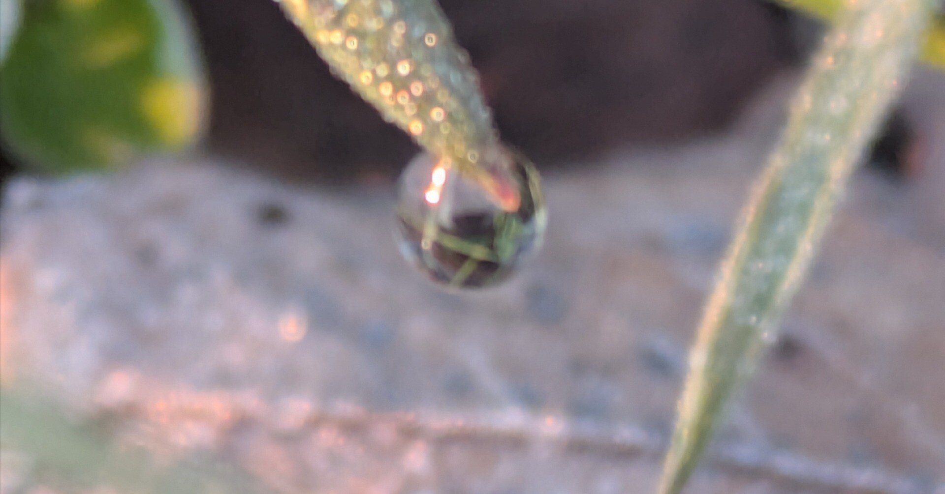 今朝の水滴④｜ichiro70