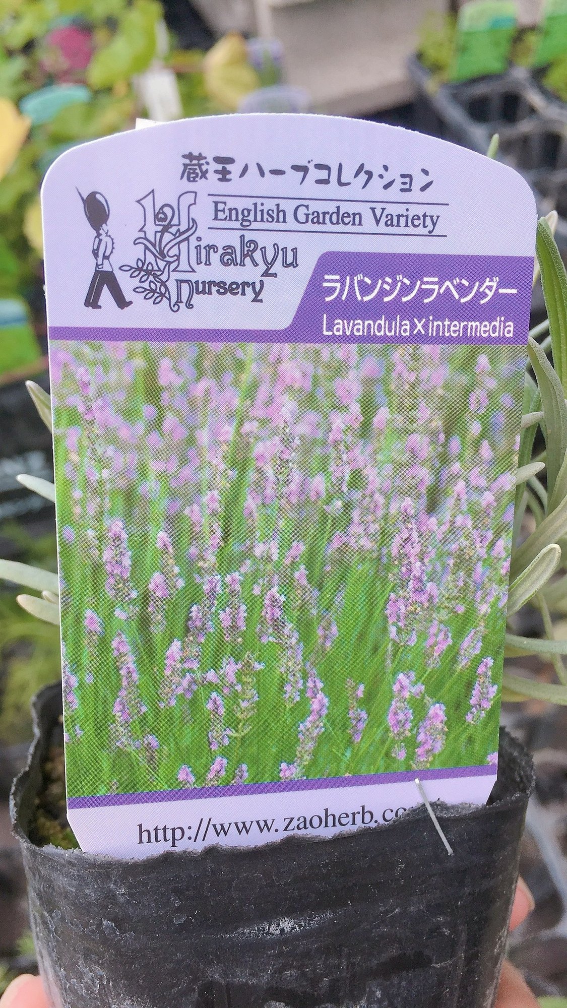 天気が良かったので試験栽培はじめました エフゲニーマエダ 平成林業 Note 天気が良かったので試験栽培はじめました エフゲニーマエダ 平成林業 Note