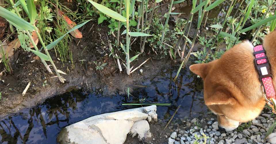 保護犬ゆめちゃん脱走の巻 美炎miho Note