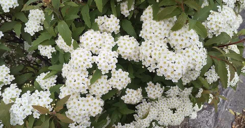 インタビュー アラサー女子の恋愛事情 匿名アラサー女子 さん ふさふさゴリラブロック Note