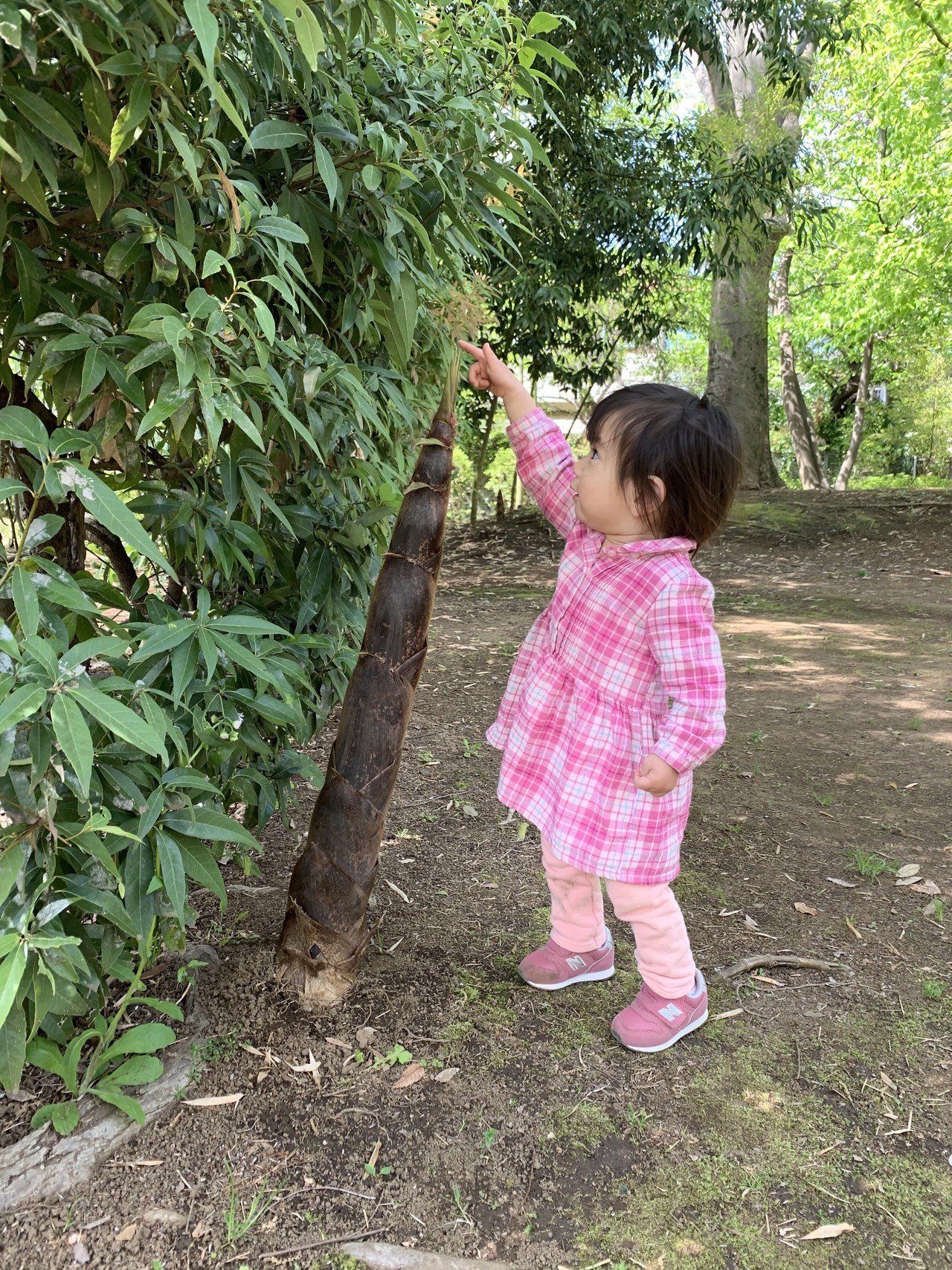 竹の子の成長スピードが早すぎた 上田初美 Ueda3 Note 竹の子の成長スピードが早すぎた 上田初美 Ueda3 Note
