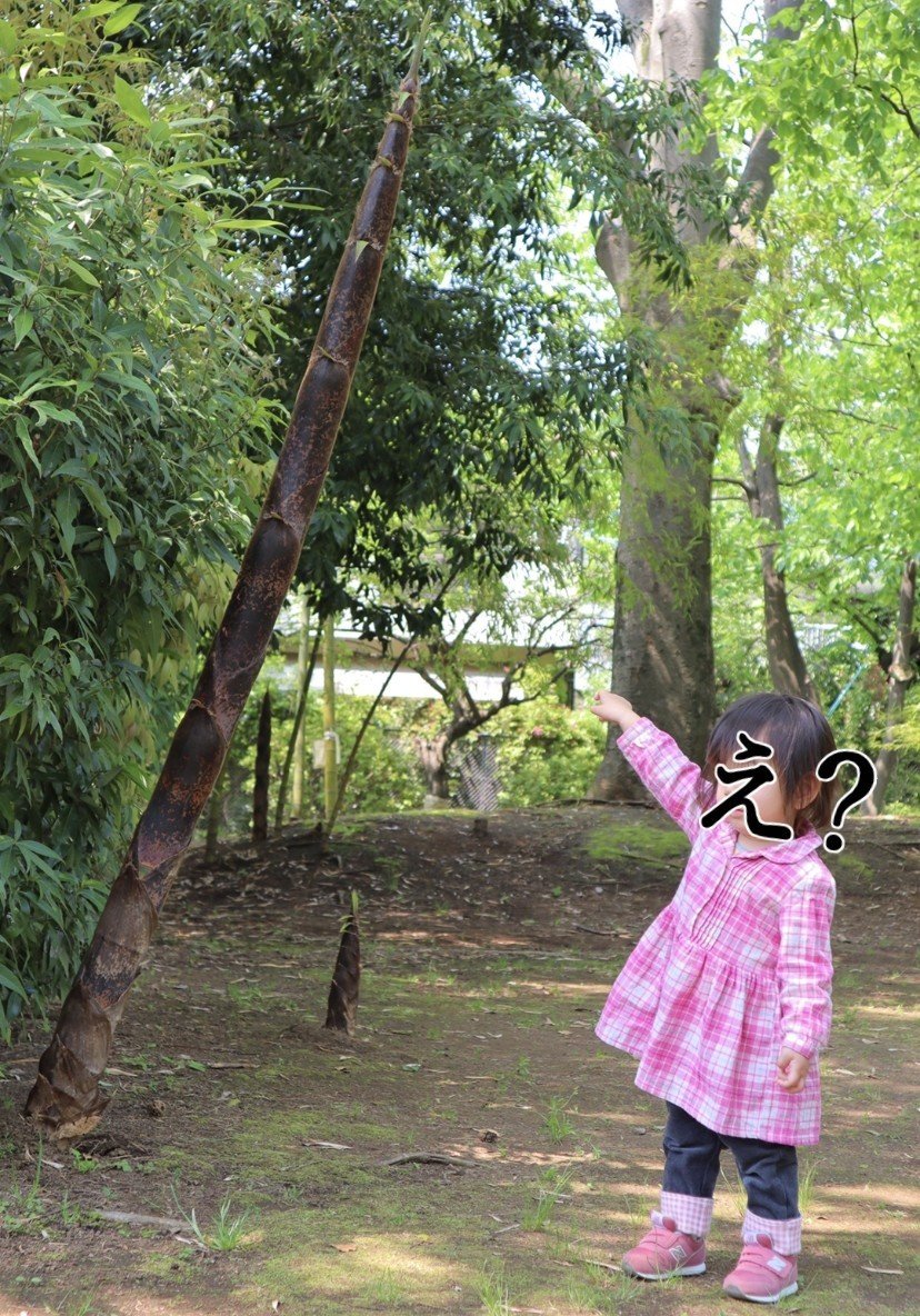 竹の子の成長スピードが早すぎた 上田初美 Ueda3 Note 竹の子の成長スピードが早すぎた 上田初美 Ueda3 Note