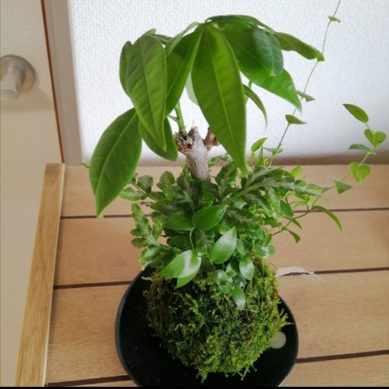 苔玉の繁栄 インテリアとしての苔玉 Hataori Note