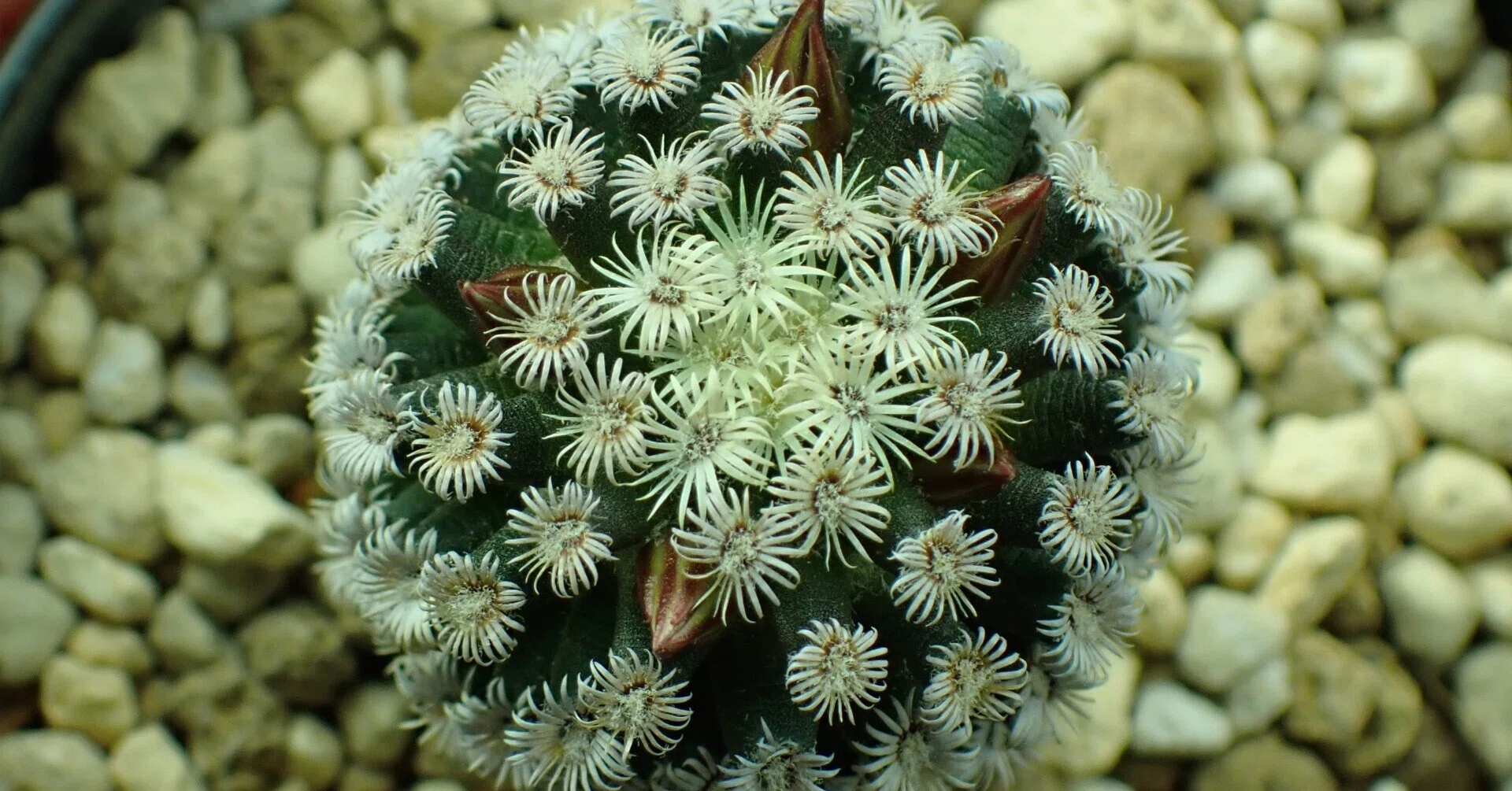 マミラリア】ヘルナンデシーがついに開花?｜シオ＠西向き部屋で植物と 