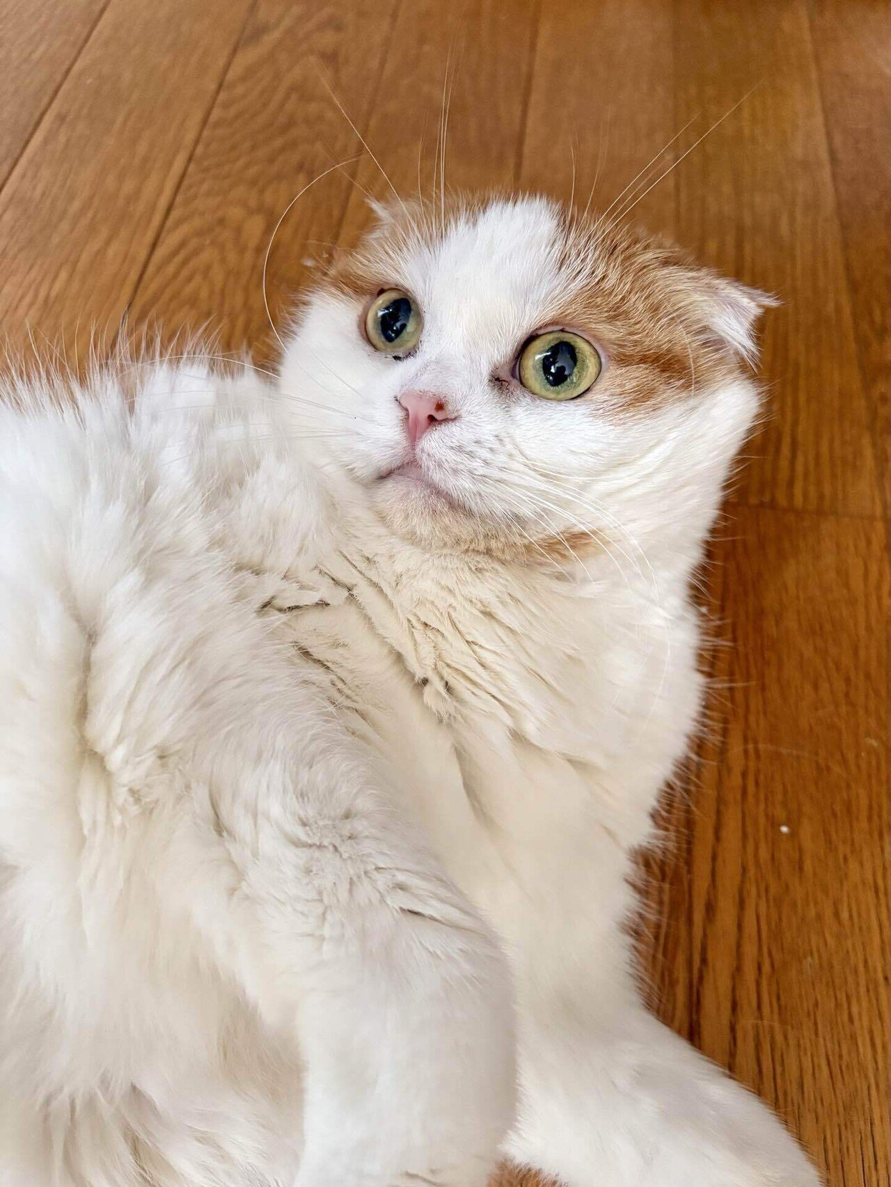 懐かないねこ｜しのあや 紅里(こうり)