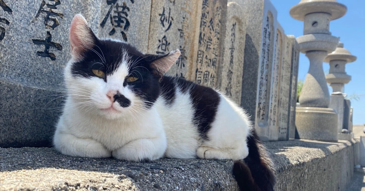 009 瀬戸内海の猫アイランド！ 「佐柳島」で癒されてきた