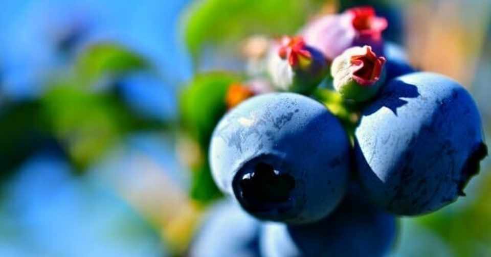 多収 大粒 食味を追求するノーザン ハイブッシュ かまたれおん Dmoファンドマネージャー コト起こし未来塾 Note