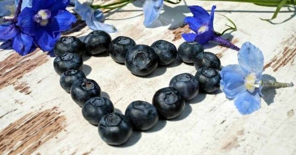 高品質な暖地向きサザン ハイブッシュ ブルーベリー かまたれおん Dmoファンドマネージャー コト起こし未来塾 Note