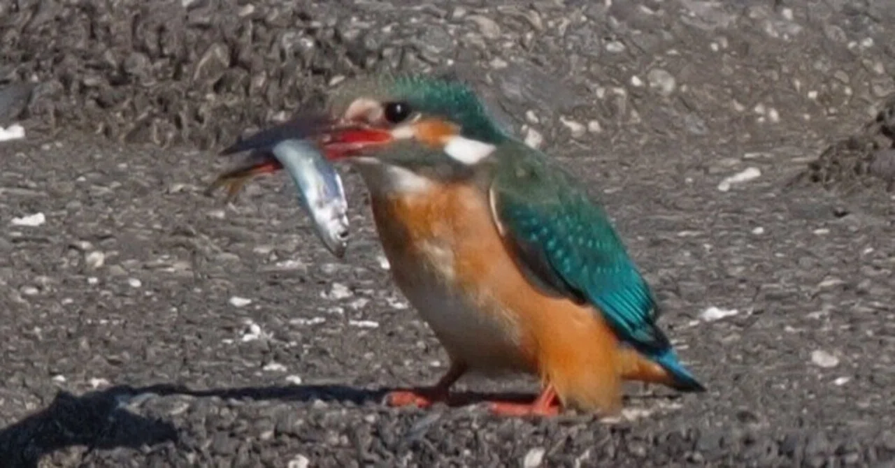 近所の鳥見、カワセミ♀現る｜akira@fuchu