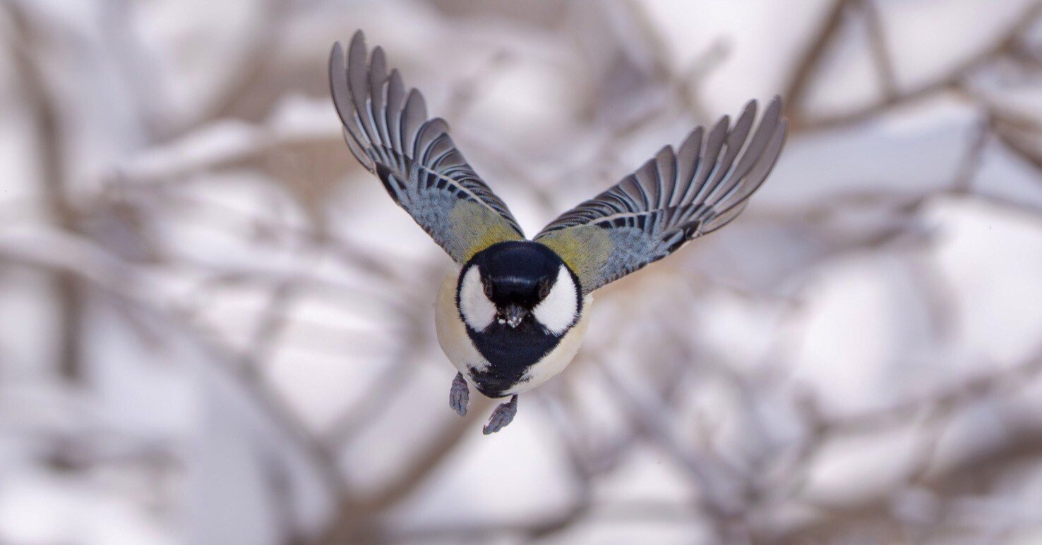 2026年1月の野鳥観察｜TOLIMAN Hondα