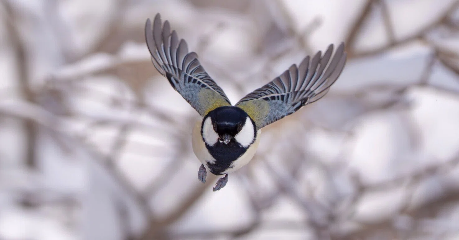 2026年1月の野鳥観察｜TOLIMAN Hondα
