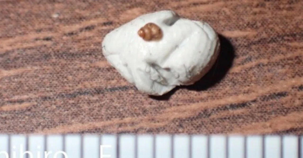 拾いに行くならこんな貝殻㊱シマオトメフデ,ゴマオカタニシ,オキナワ